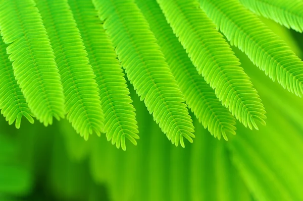 아카시아 잎 — 스톡 사진