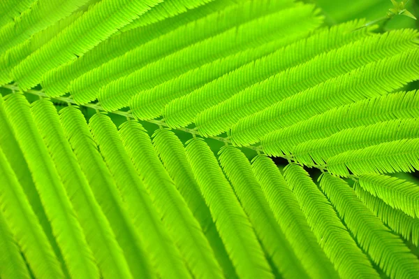 아카시아 잎 — 스톡 사진