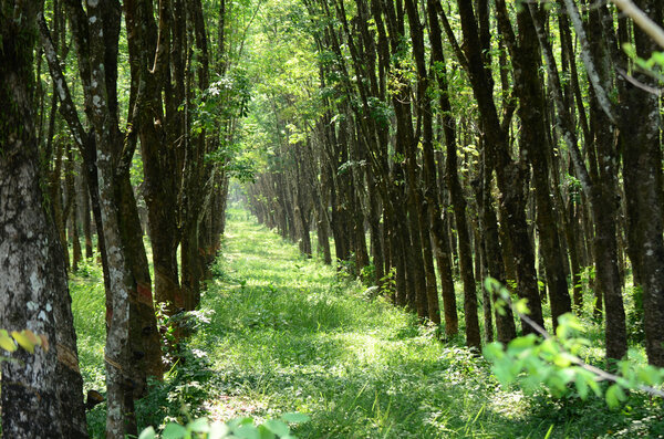 резиновое дерево
