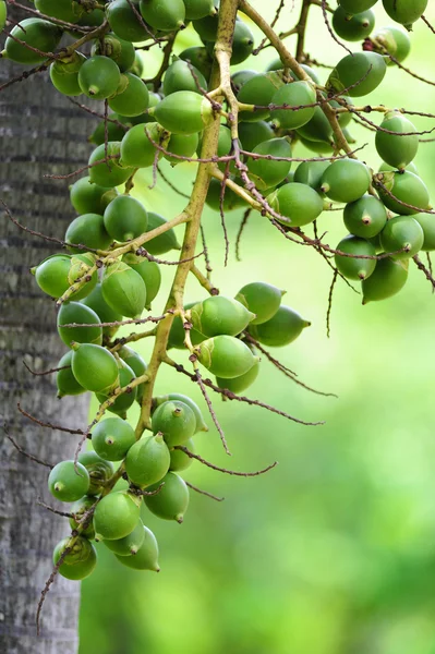 Betel nut — Stock Photo, Image