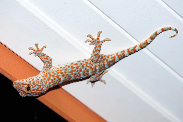 Gecko ! — Photo