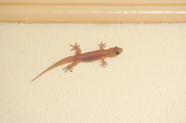 Lézard — Photo