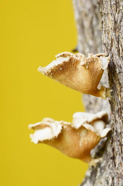 Funghi su albero — Foto Stock
