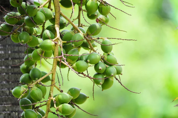 Betel nut — Stock Photo, Image