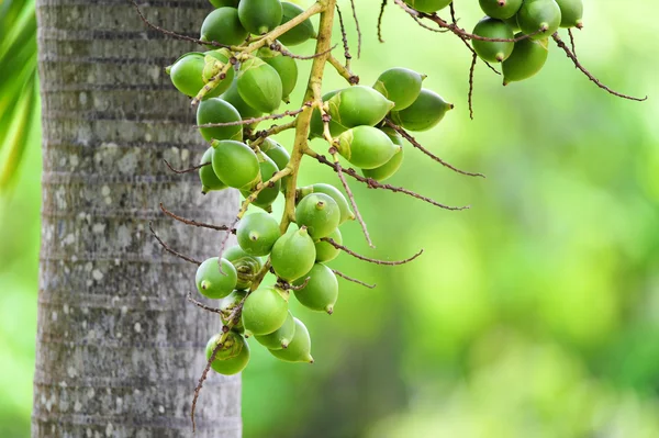 Betel nut — Stock Photo, Image