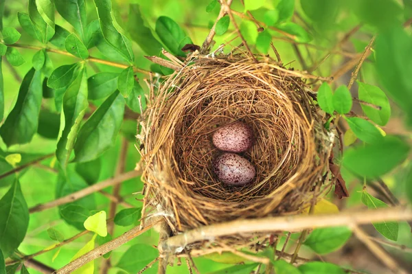 Fågelbo — Stockfoto