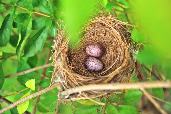 Vogelnest — Stockfoto