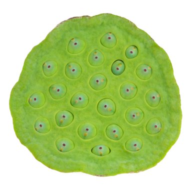 lotus tohumu