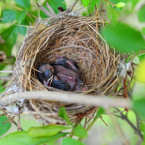 Baby bird sleeping — Stock Photo, Image