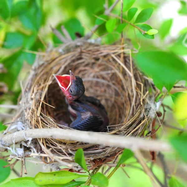 Baby ptaki w gniazdo — Zdjęcie stockowe