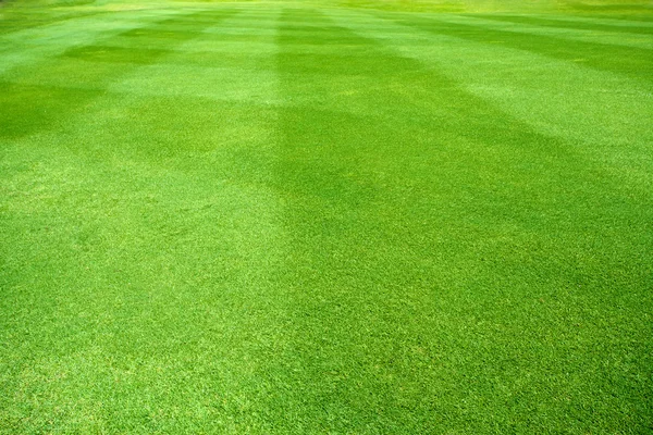 Campo di erba — Foto Stock