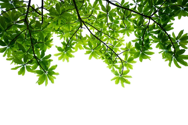 Leaves — Stock Photo, Image