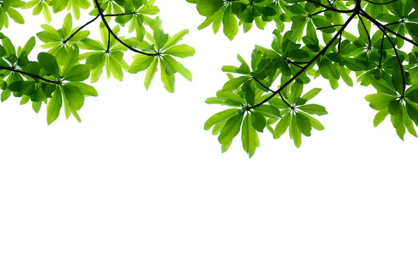 Leaves — Stock Photo, Image