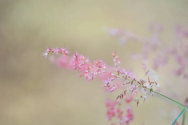 Fleurs sauvages dans la prairie — Photo