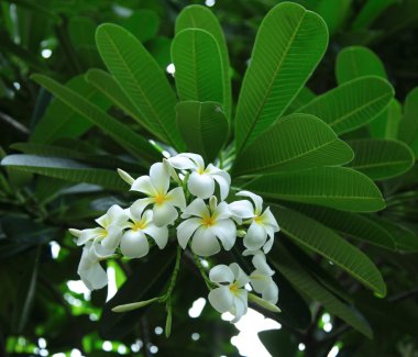 Frangipani çiçekler