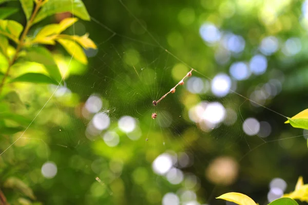 Spindelnät — Stockfoto