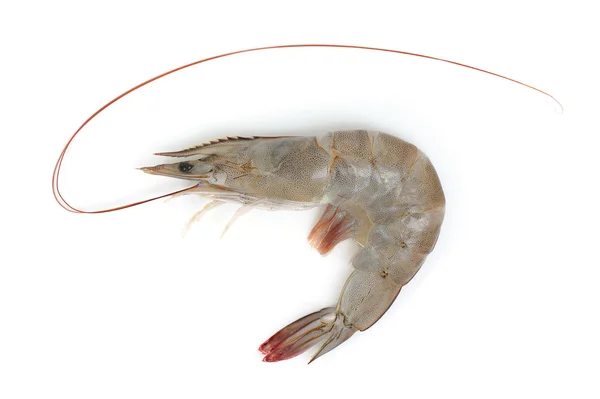 Prawns, shrimps — Stock Photo, Image