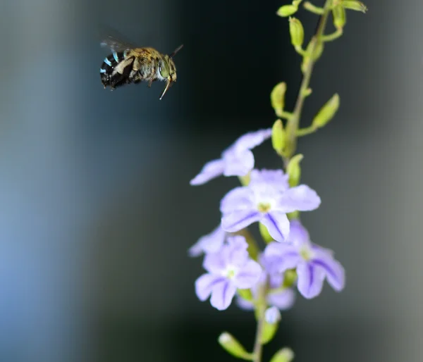 Honigbienenflug — Stockfoto