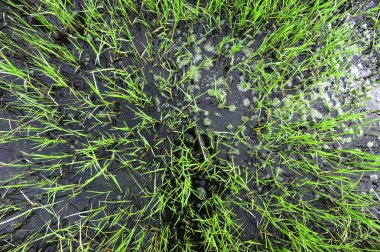 Flooded grass clipart