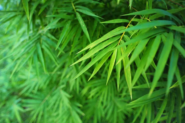 Hojas de bambú — Foto de Stock