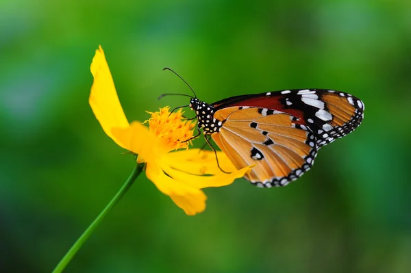 Butterfly and Flower — Stock Photo, Image