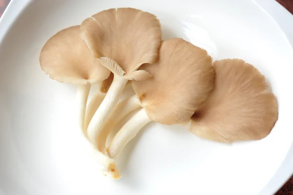 Chanterelle — Stock Photo, Image