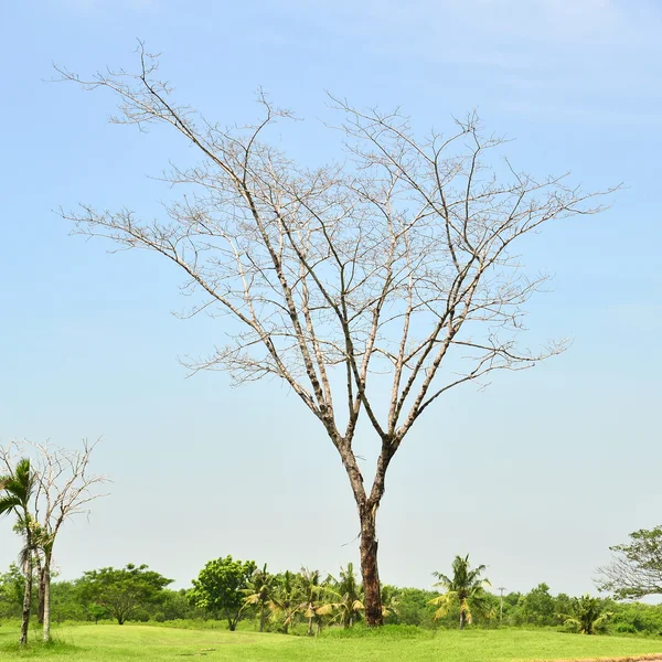 Ölüm ağacı — Stok fotoğraf
