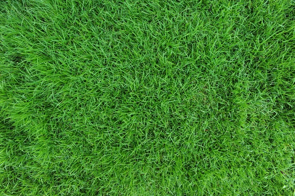 Grass — Stock Photo, Image