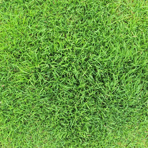 Grass background — Stock Photo, Image