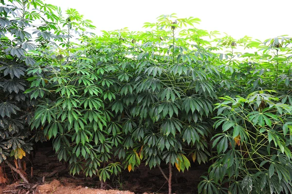 Cassava Tree — Stock Photo, Image