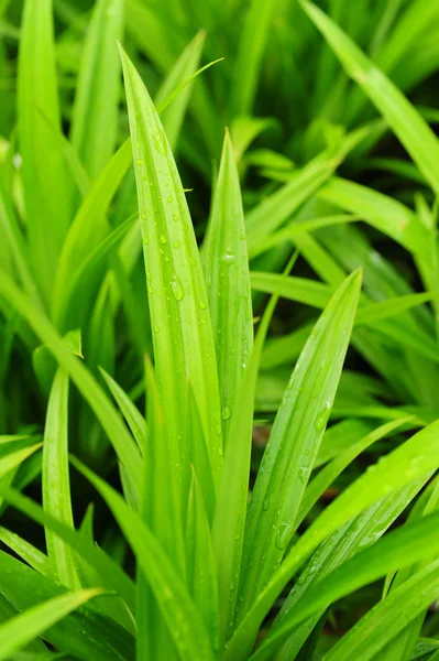 Pandanus — Stock Photo, Image