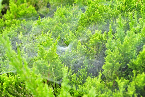 Teia de aranha no pinheiro — Fotografia de Stock