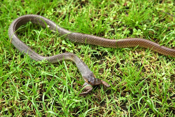 Snake swallowing a toad — Stock Photo, Image