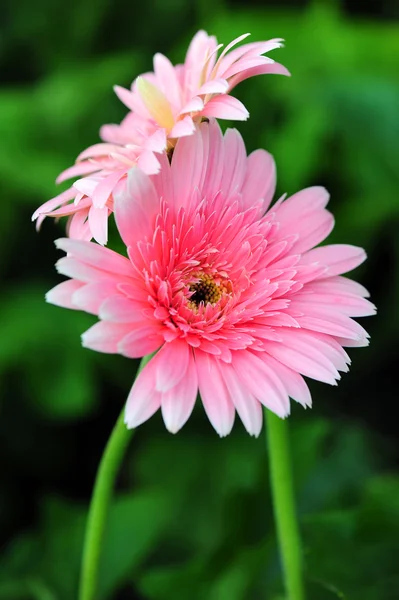 Margherita gerbere rosa — Foto Stock