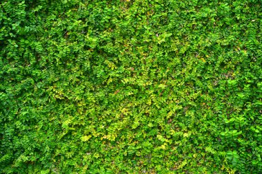 Duvardaki Ivy