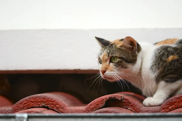 Кошка на крыше — стоковое фото