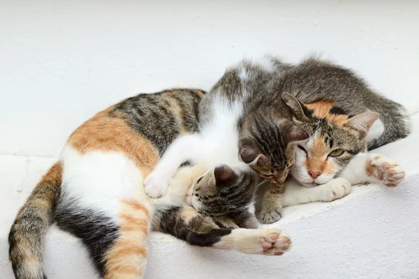 Kitten drinking milk — Stock Photo, Image