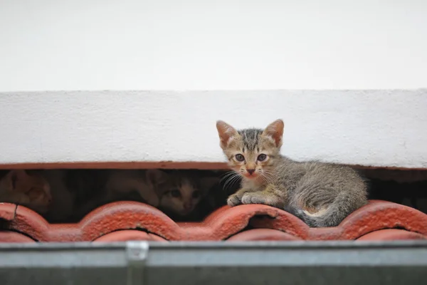 Kitten on the roof — Stock Photo, Image