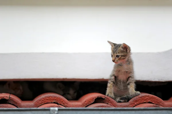 Котенок на крыше — стоковое фото