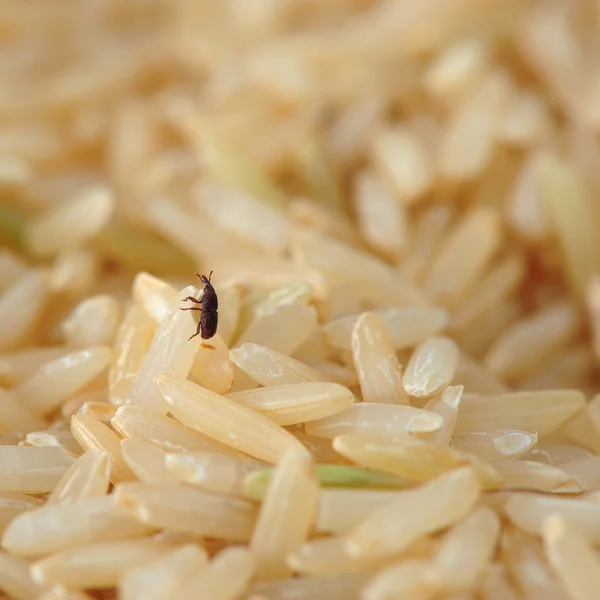 Ρυγχωτός κάνθαρος στον τομέα του ρυζιού — Φωτογραφία Αρχείου