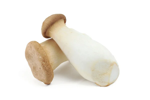 Edible Mushroom — Stock Photo, Image