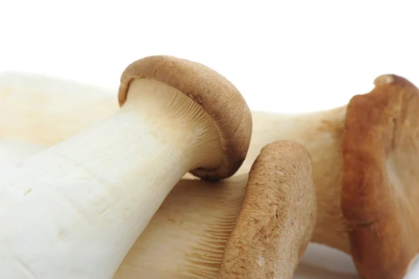 Edible Mushroom — Stock Photo, Image