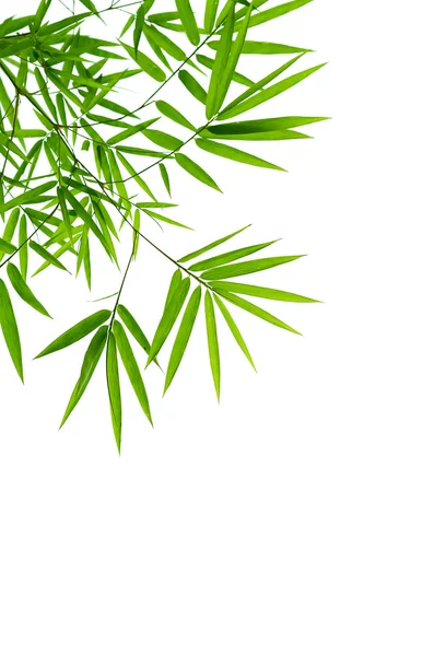 Bamboo leaves — Stock Photo, Image