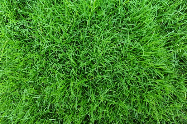 Gras — Stockfoto