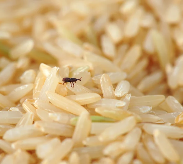 Weevil in rice — Stock Photo, Image