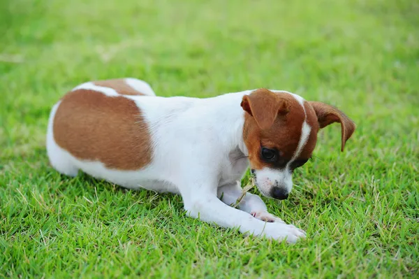 Собака ест траву — стоковое фото