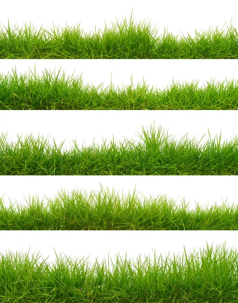 Gras — Stockfoto