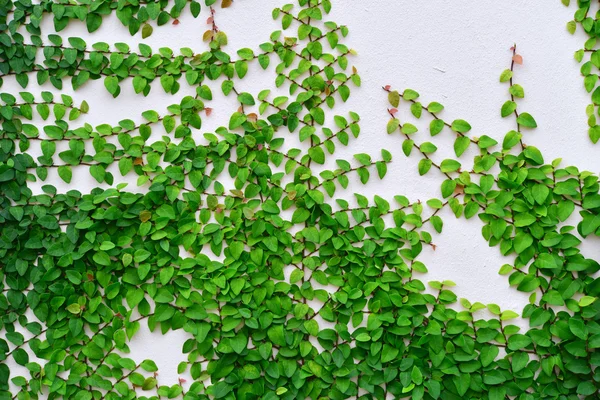 Efeu an der Mauer — Stockfoto