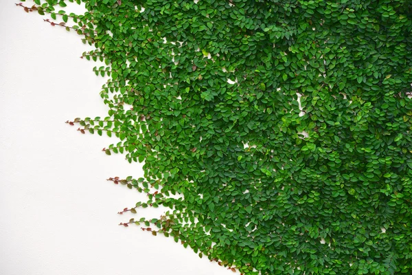 Ivy on the wall — Stock Photo, Image