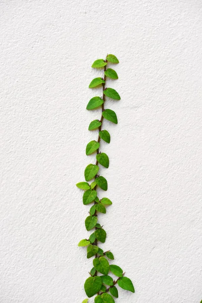 Ivy on the wall — Stock Photo, Image